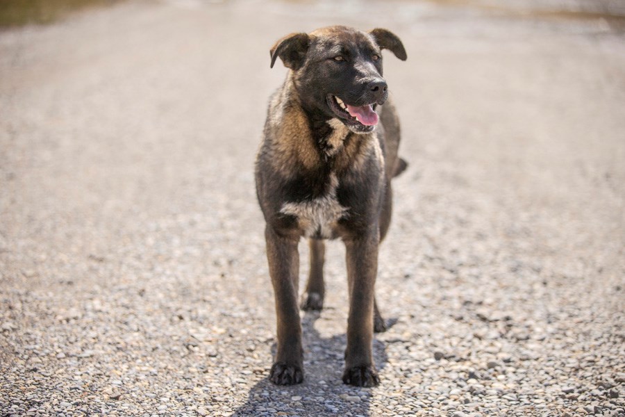 Reserve Dogs