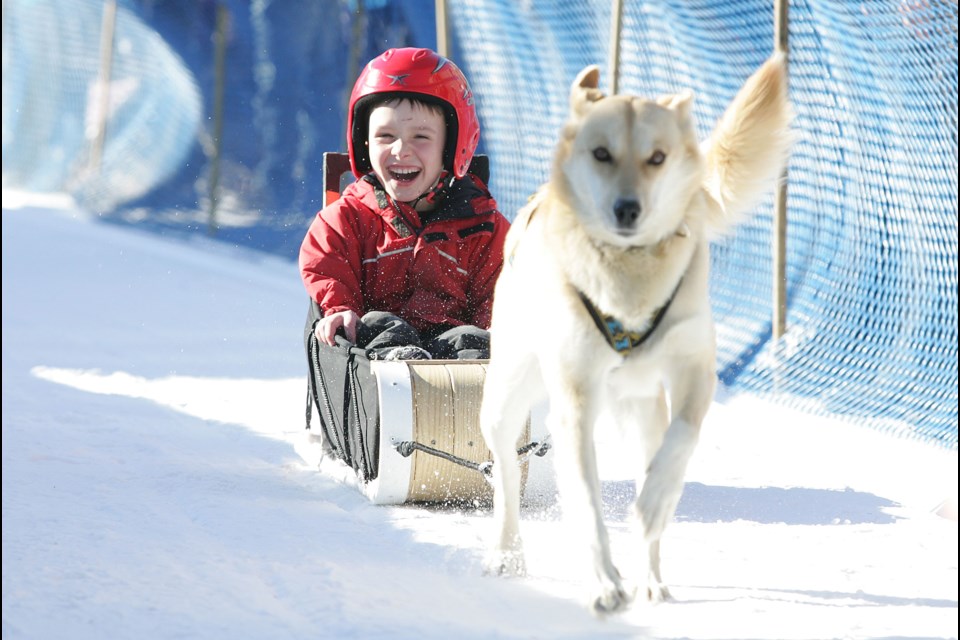 Lev Blakney's face shows what he thinks of the Kid n Mutt race on Canmore's Main Street Saturday (Feb. 11). Craig Douce RMO photo