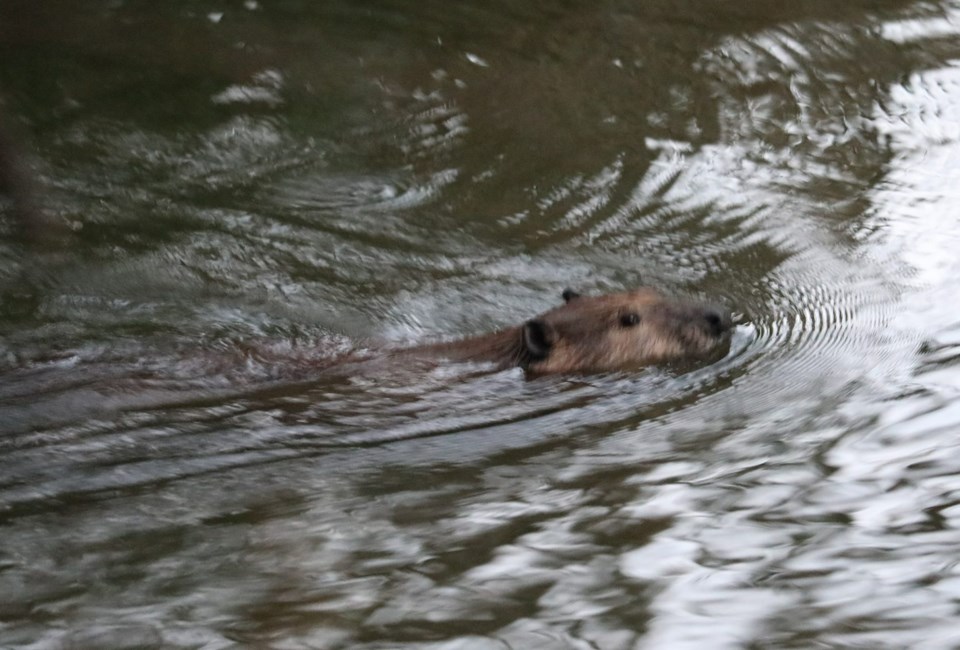 beaver-1536x1040