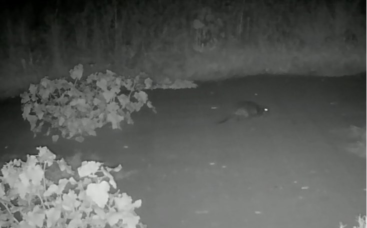 beaver2crop