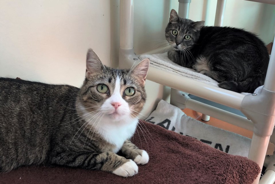 arlene-garfield-a924569-and-a924570