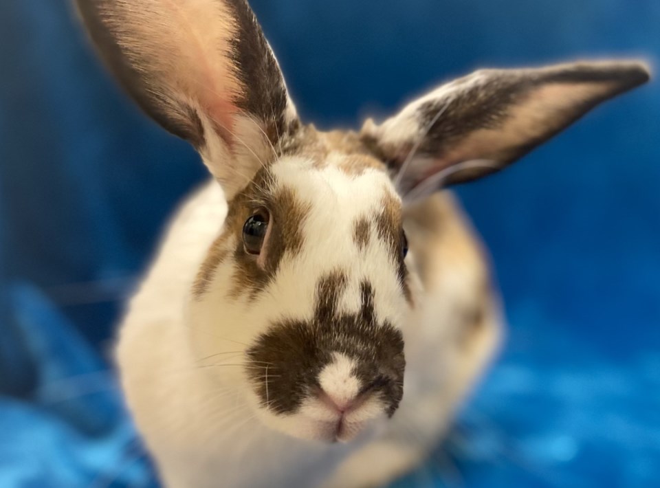 abby-a918355