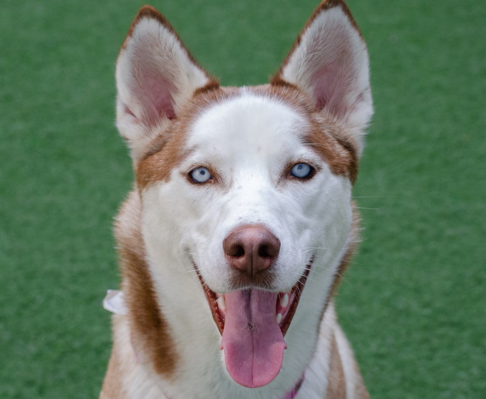 Angel A915151