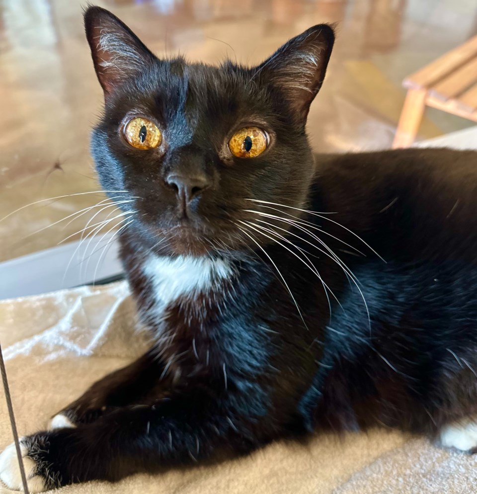bootsie-a828447