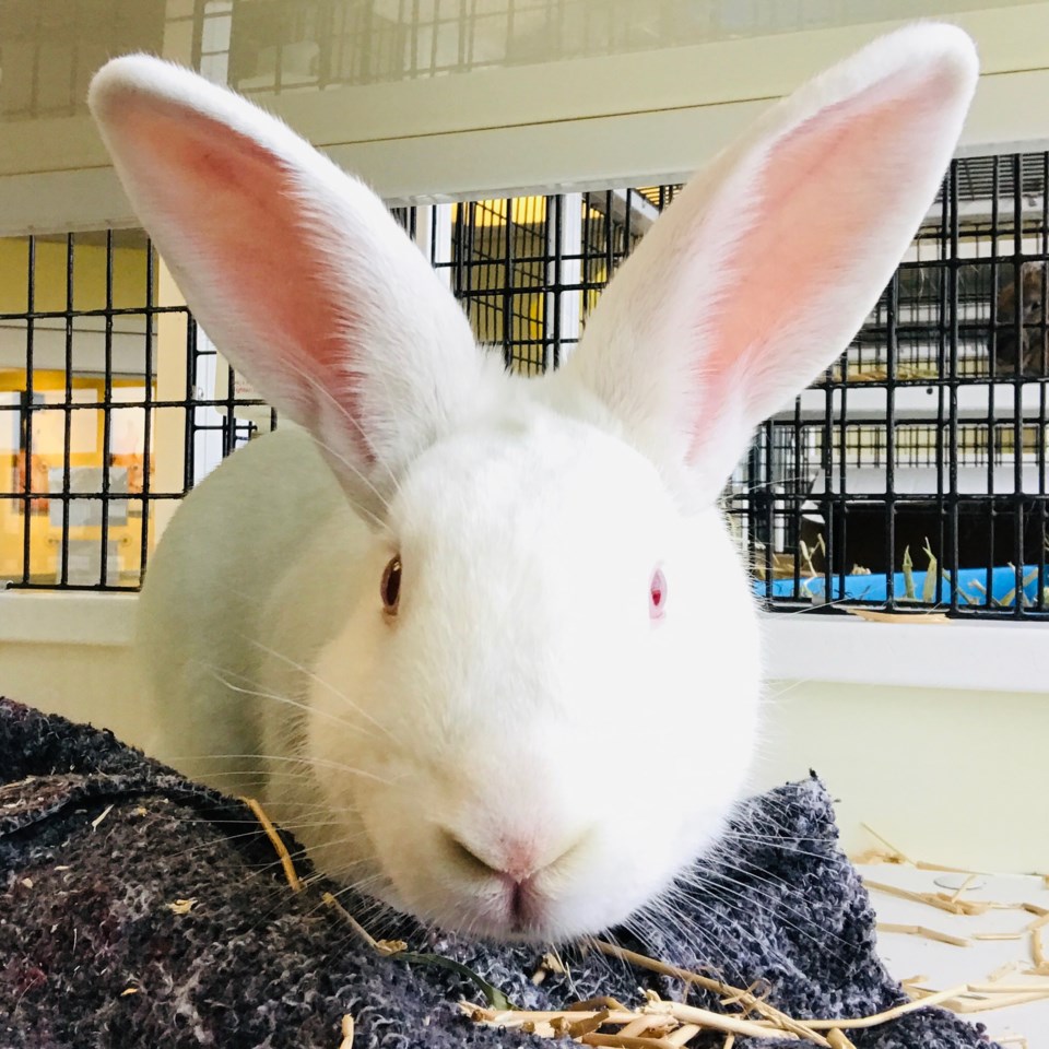 BunnyPenny mmA895624