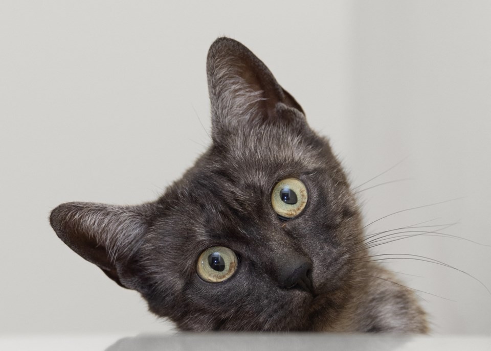 Maui A908767