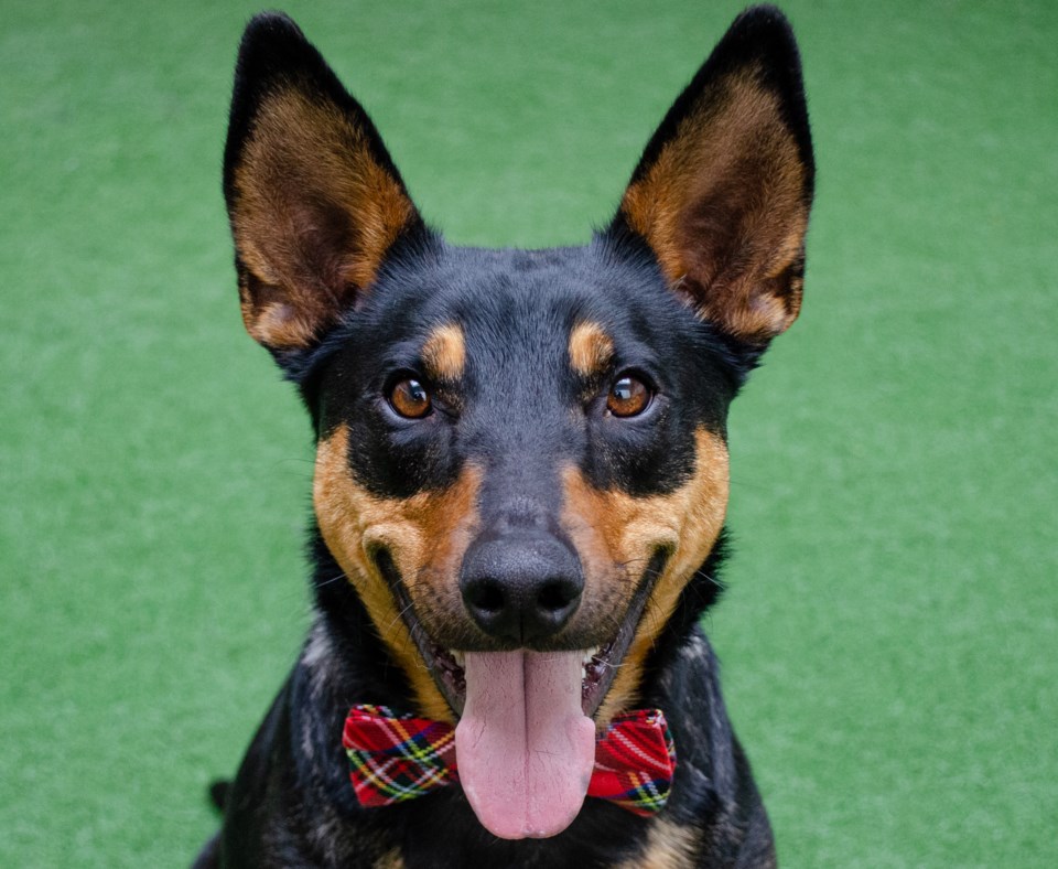 max-a900901