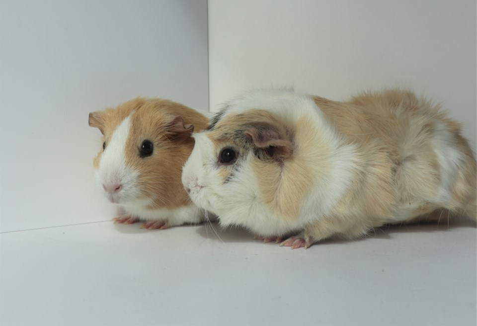 pip-and-squeak-ids-a908342-a910506
