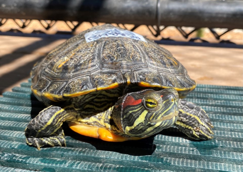 red-eared-sliders