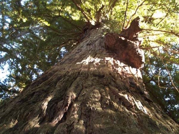 Looking up from base       