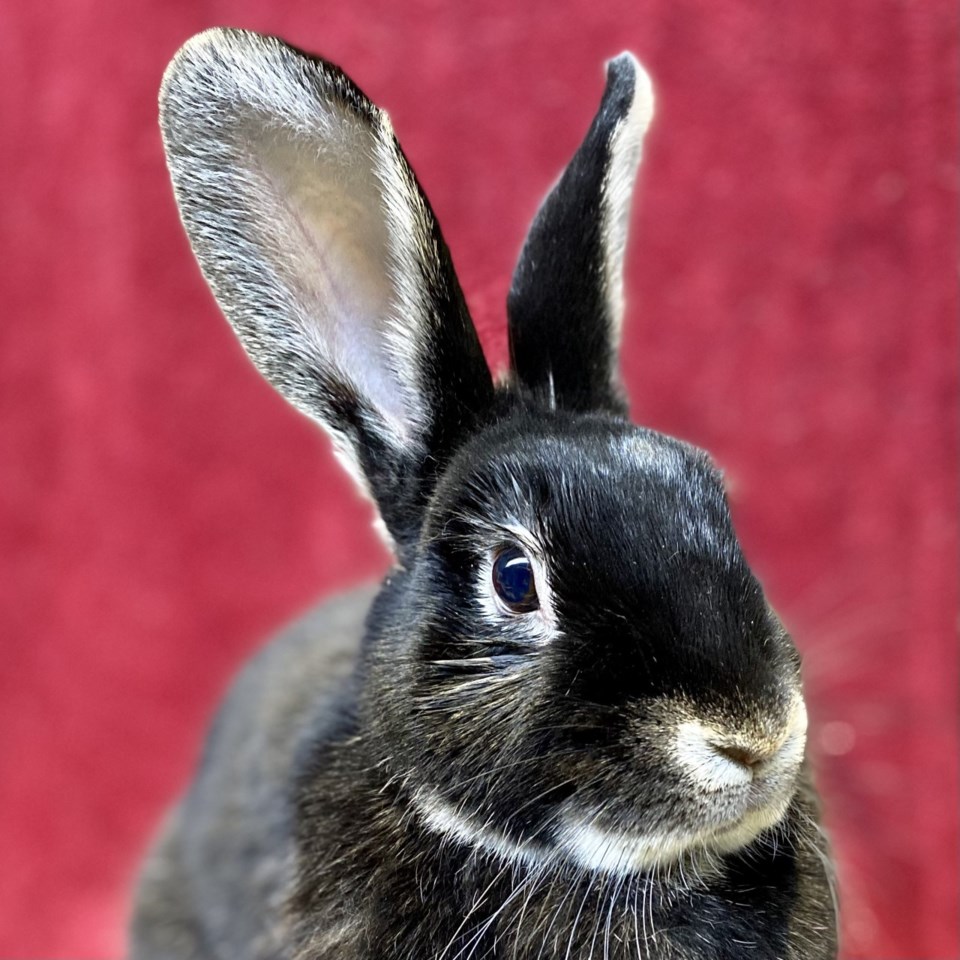 Beatrix Pet of the Week
