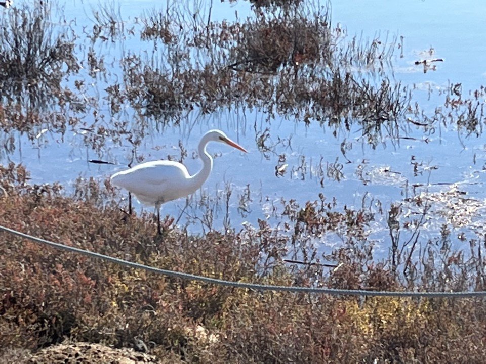 egret-bair-island