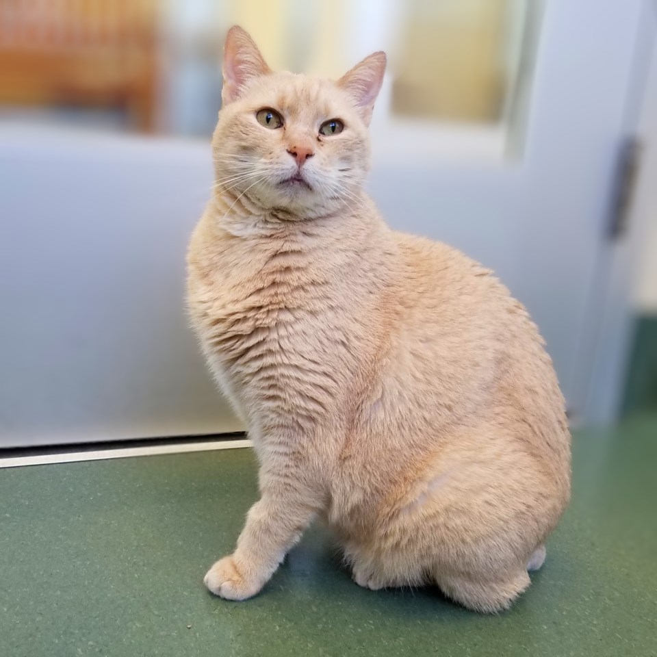 goldie-a687913