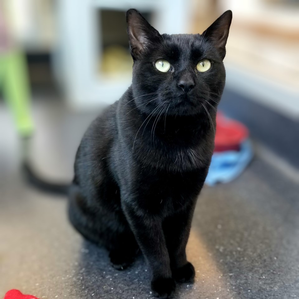 inky-a926422