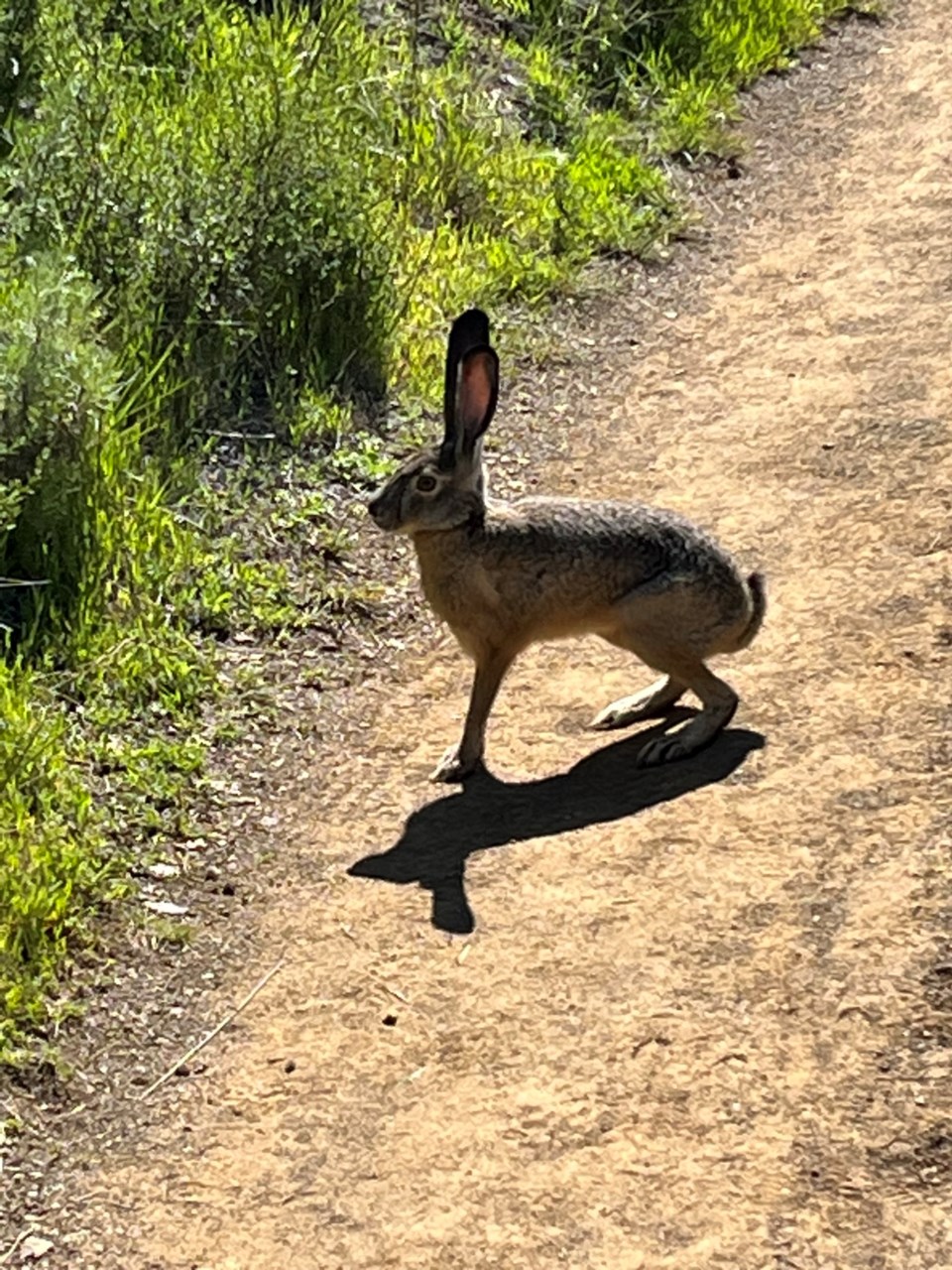 jackrabbit-at-edgewood