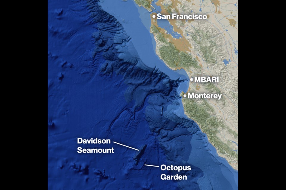 Map showing the location of the Octopus Garden near Davidson
Seamount, an extinct volcano off the Central California, at a depth of approximately
3,200 meters.
Credit: Illustration by Madeline Go/MBARI, basemap created via ArcGIS Online,
sources: Esri, USGS | Esri, GEBCO, DeLorme, NaturalVue | California State Parks,
Esri, HERE, Garmin, SafeGraph, FAO, METI/NASA, USGS, Bureau of Land
Management, EPA, NPS