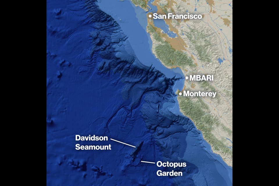Map showing the location of the Octopus Garden near Davidson
Seamount, an extinct volcano off the Central California, at a depth of approximately
3,200 meters.
Credit: Illustration by Madeline Go/MBARI, basemap created via ArcGIS Online,
sources: Esri, USGS | Esri, GEBCO, DeLorme, NaturalVue | California State Parks,
Esri, HERE, Garmin, SafeGraph, FAO, METI/NASA, USGS, Bureau of Land
Management, EPA, NPS