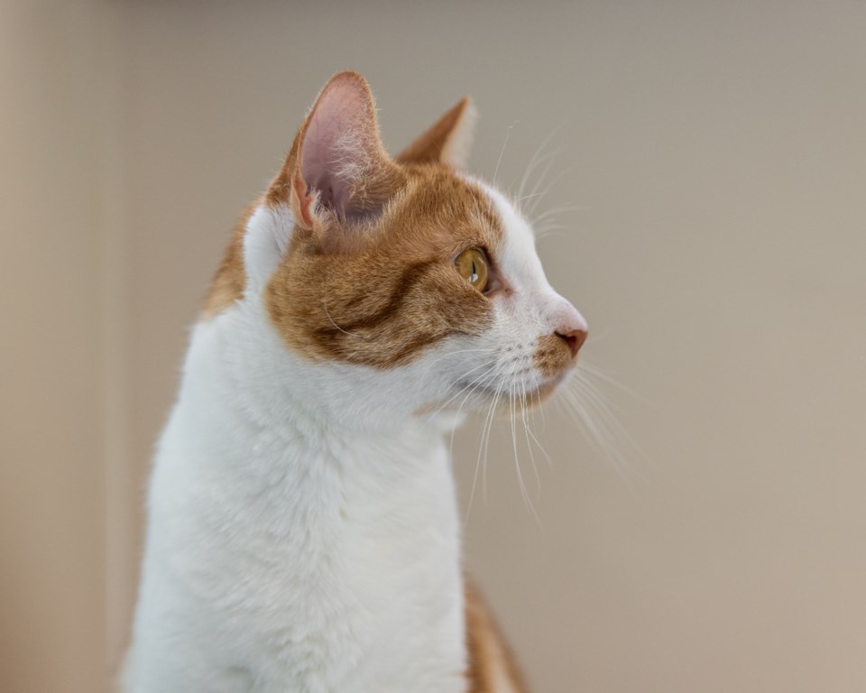 pet-of-the-week-cats