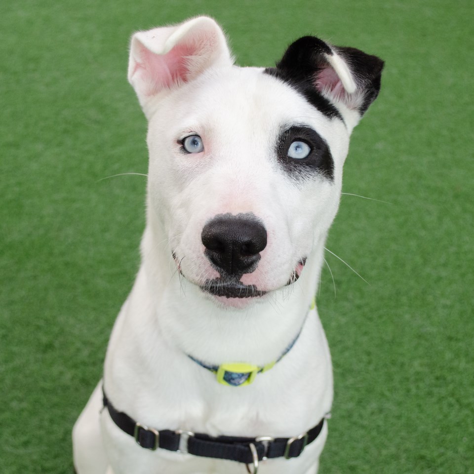 pet-of-the-week-cow