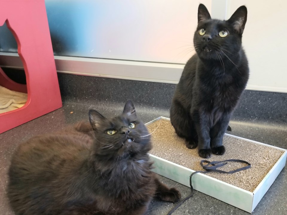 enzo-and-oliver-a484163-a484165