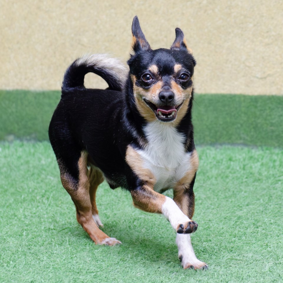 lou-a932504