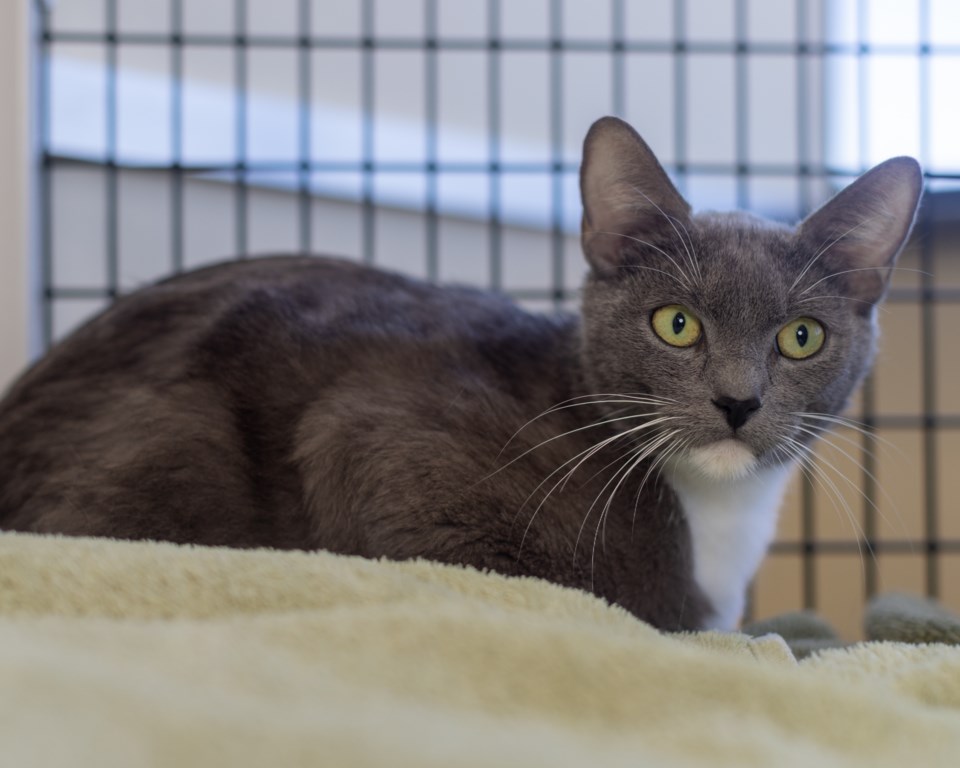 pepper-a931672