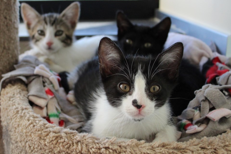 pet-of-the-week-kittens-1