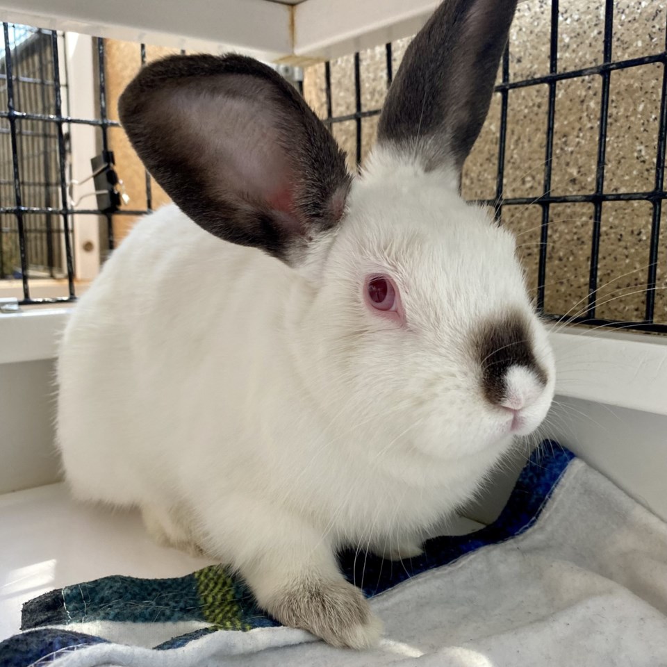 strawberry-a924954