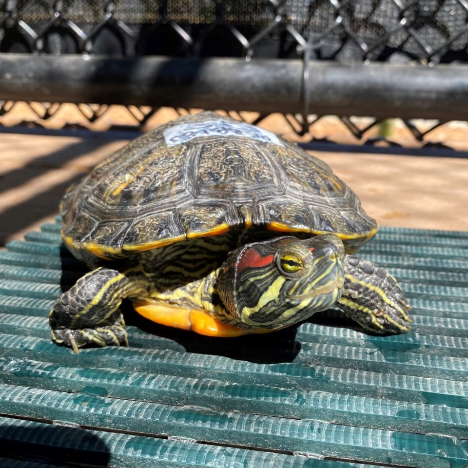 red-eared-sliders