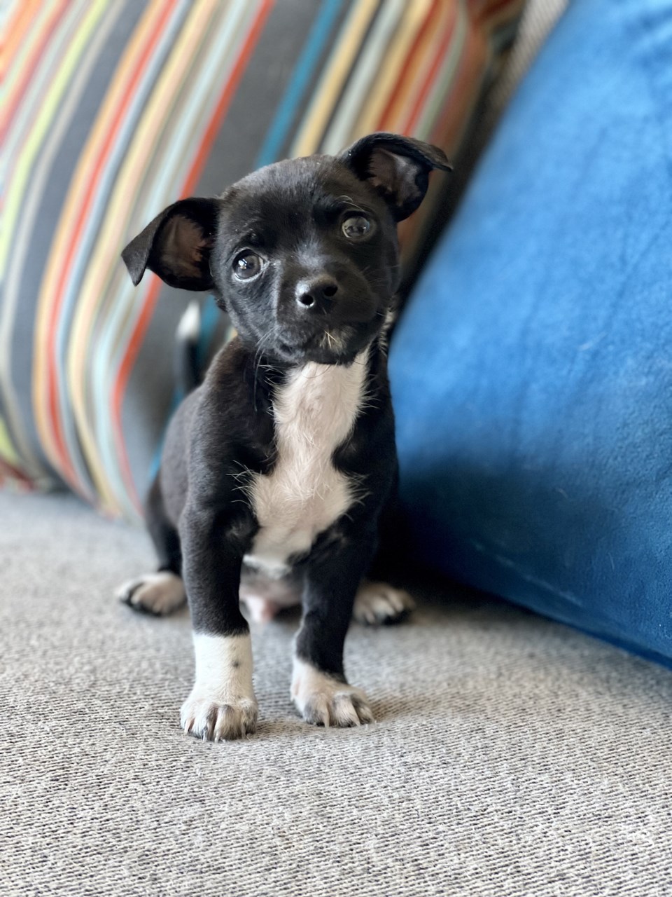 Pound shop puppy rescue