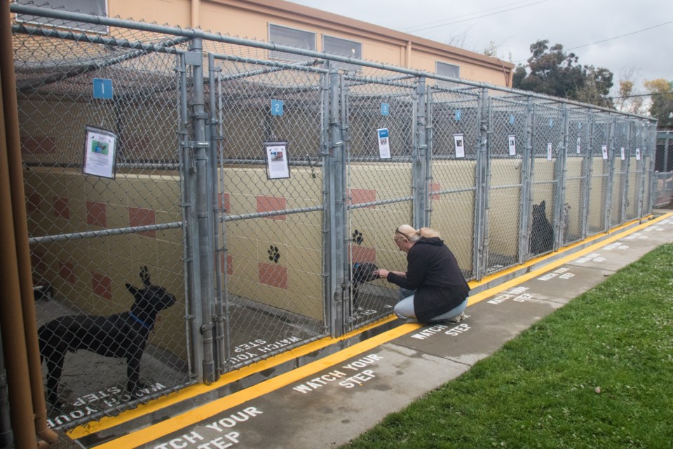 Employees at Palo Alto animal shelter to be charged in deaths of 7 pups - Redwood City Pulse Employees at Palo Alto animal shelter to be charged in deaths of 7 pups - Redwood City Pulse