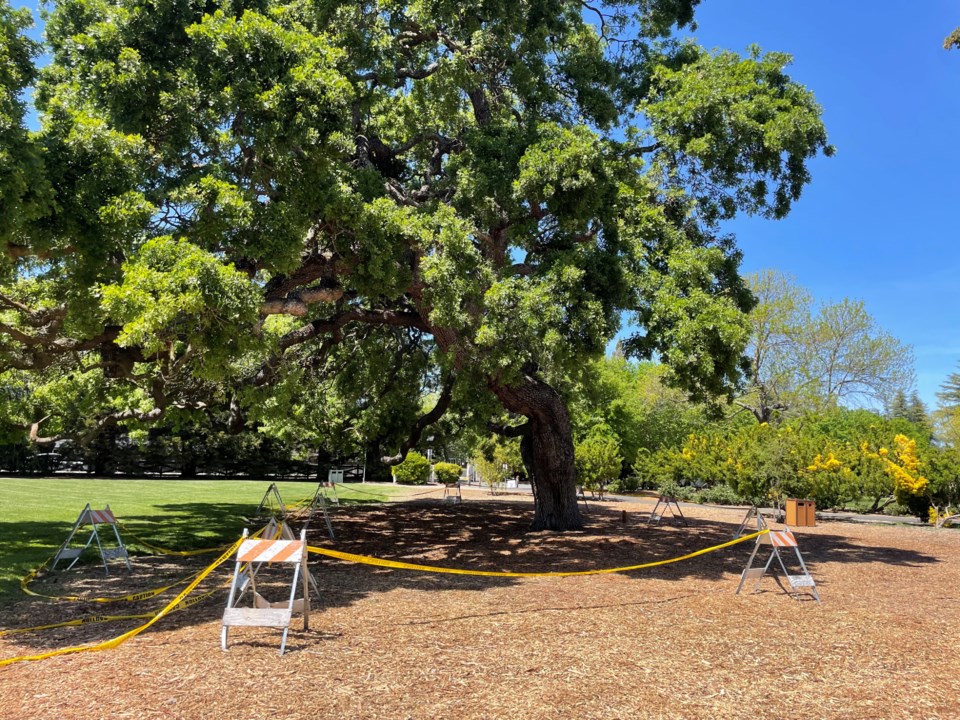 a-heritage-tree_april_2023