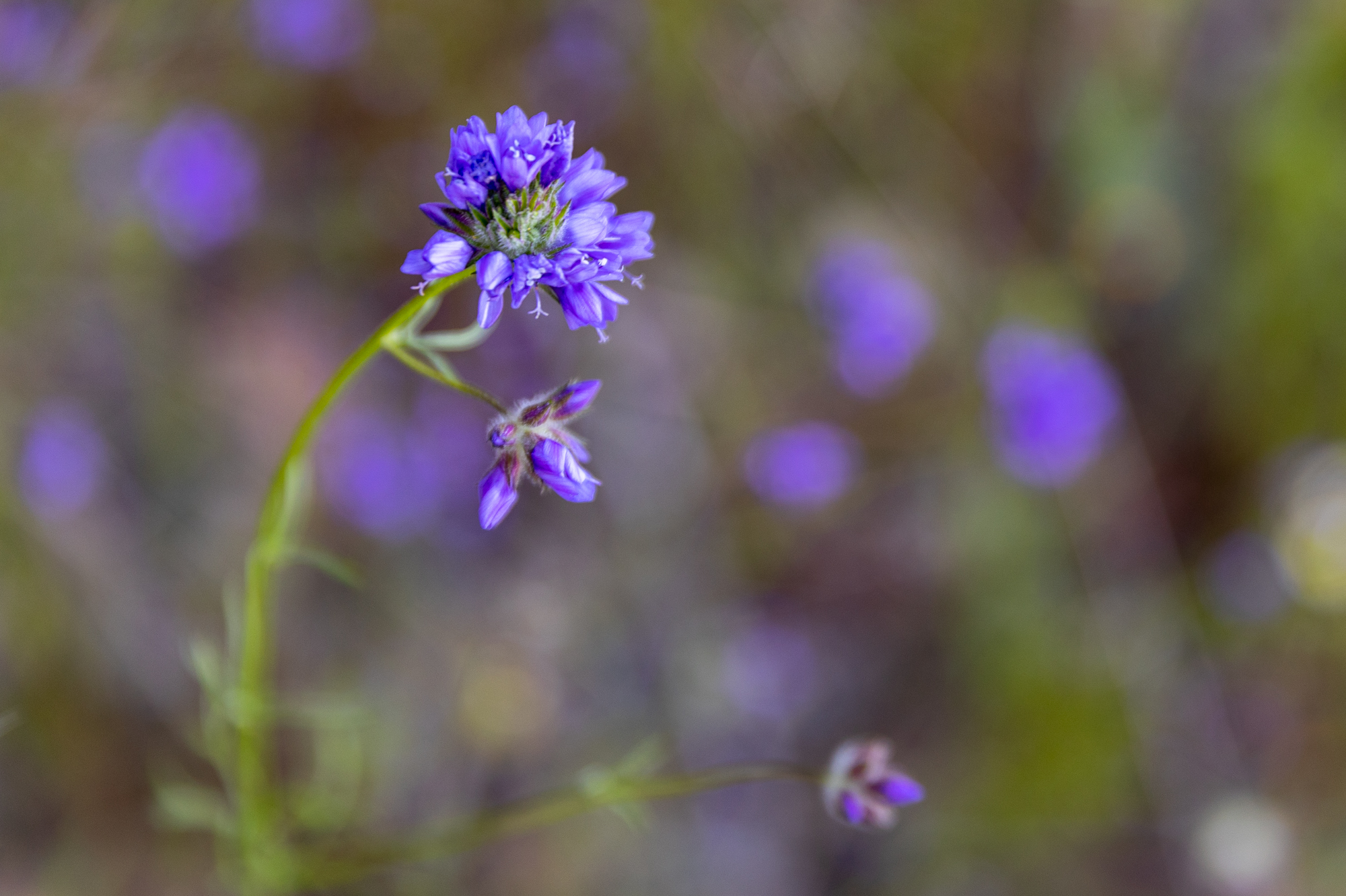 Great Basin Wildflower Mix
