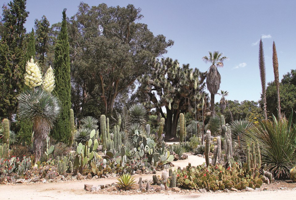 cactus-garden-03