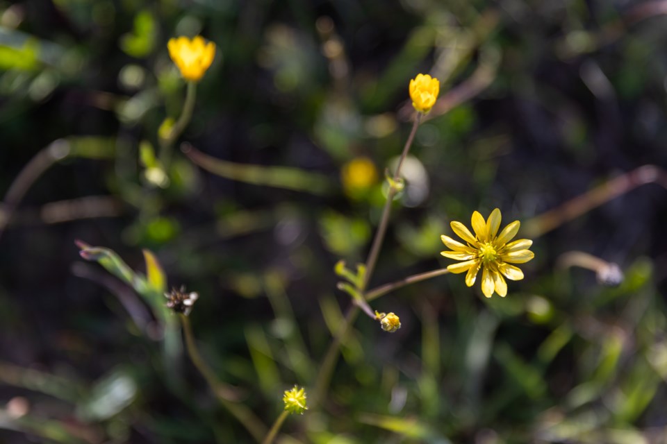 californiabuttercups_montebellopreserve_01_web