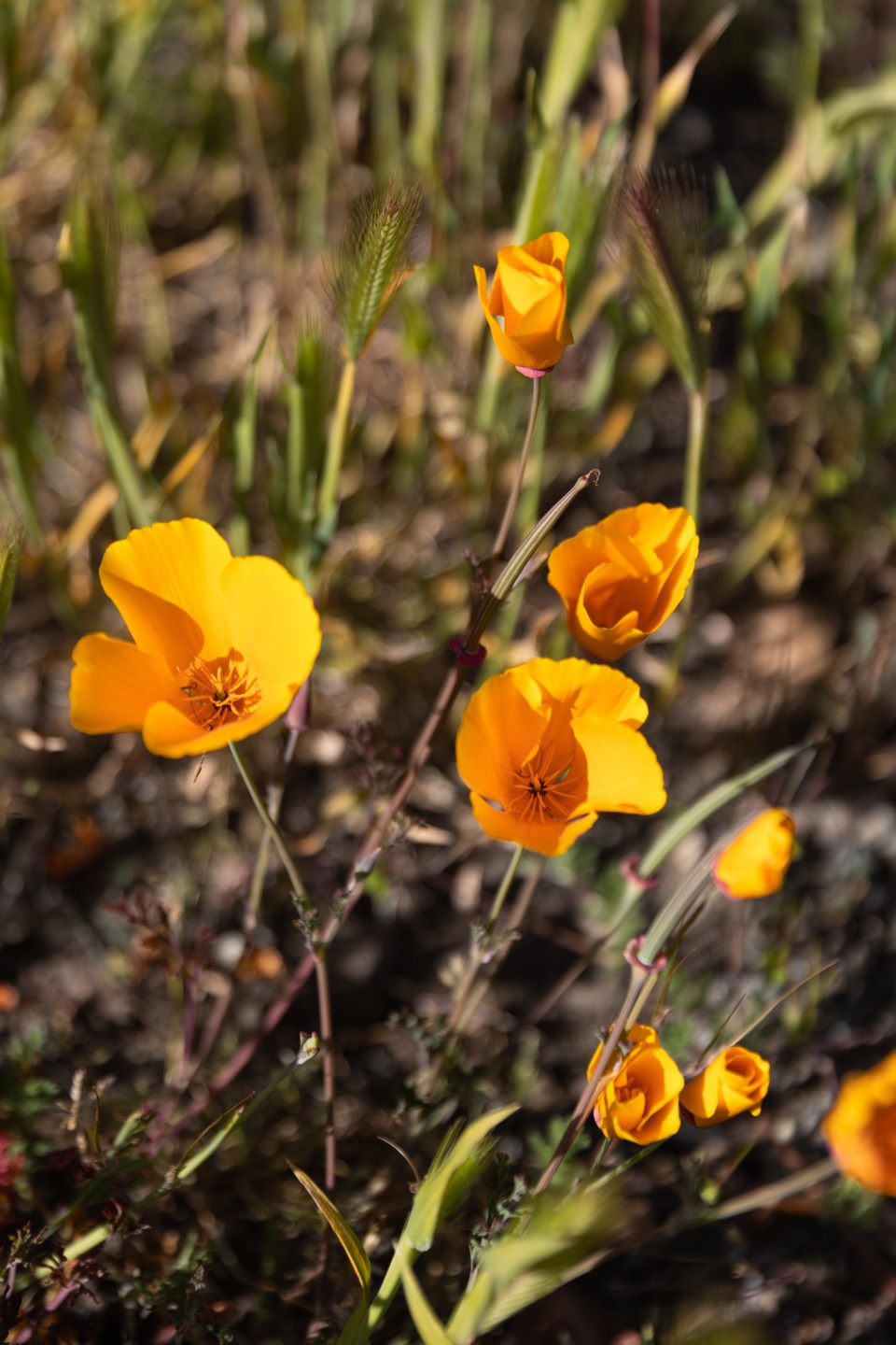 californiapoppy_stulsaftpark_01_web