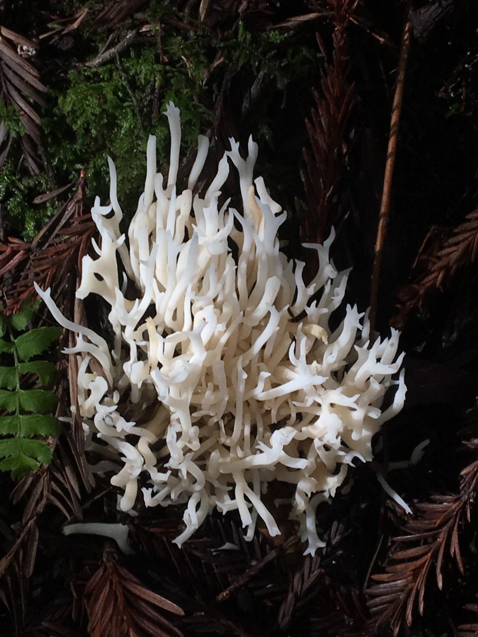 Coral fungus