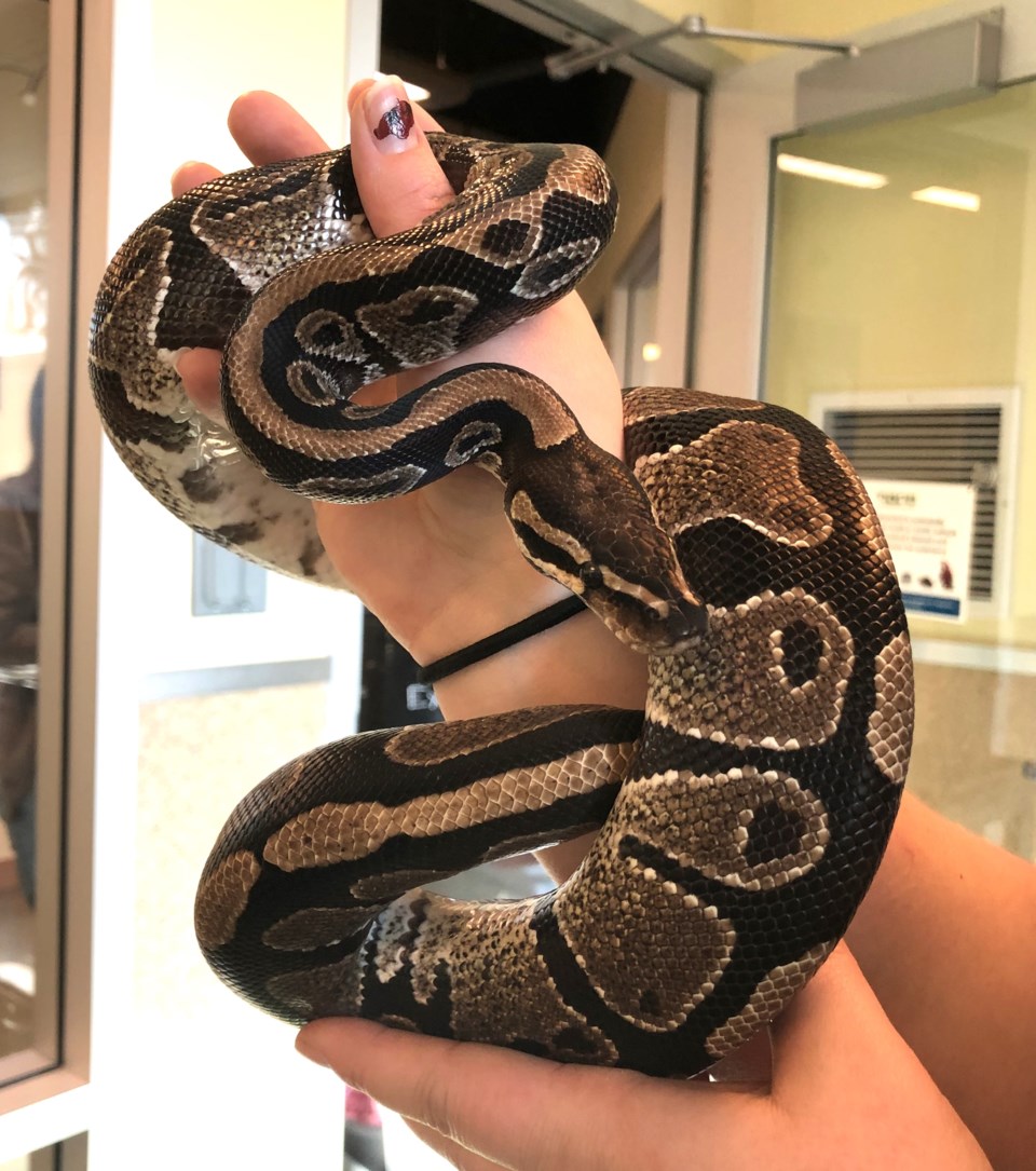 ekans-a934502