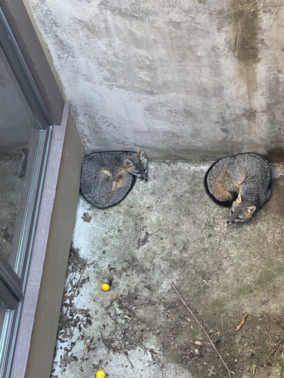 gray-foxes-stuck-in-the-window-well