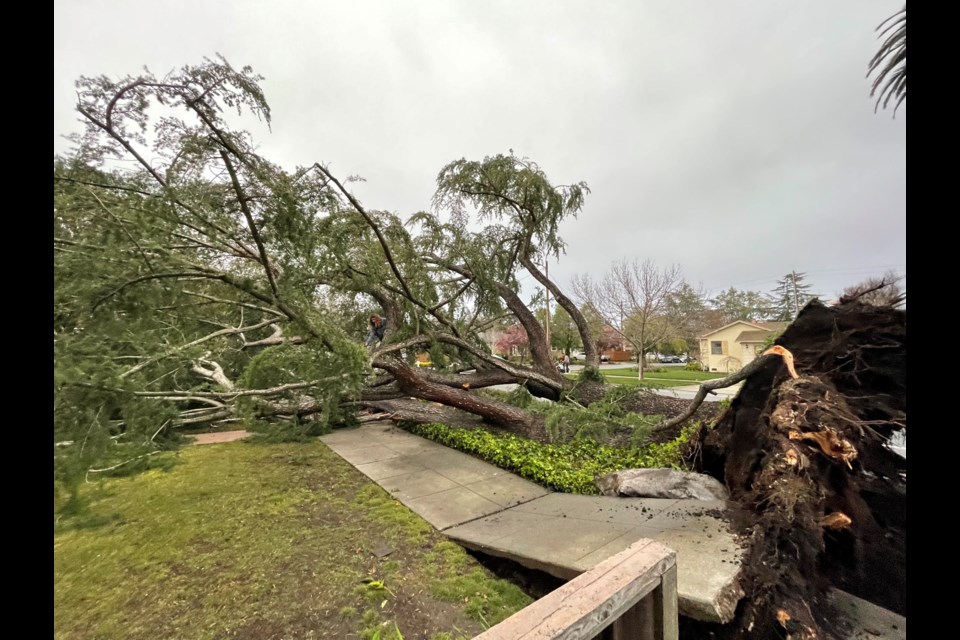 Kai Morrell climbs a fallen tree near his home at the corner of Brewster Avenue and Jeter Street in Redwood City on Tuesday, March 14, 2023