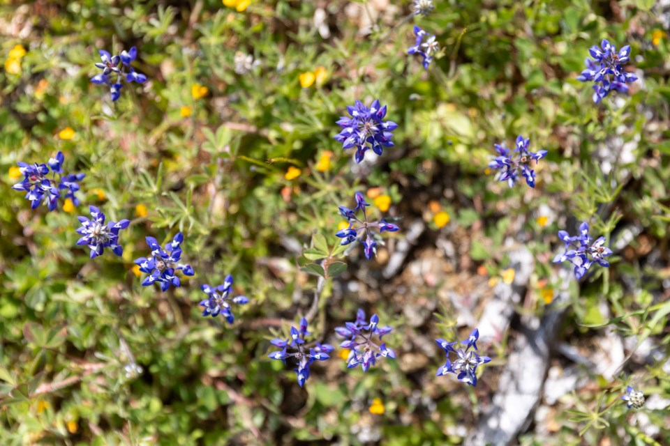 lupines_foothillsnaturepreserve_04_web