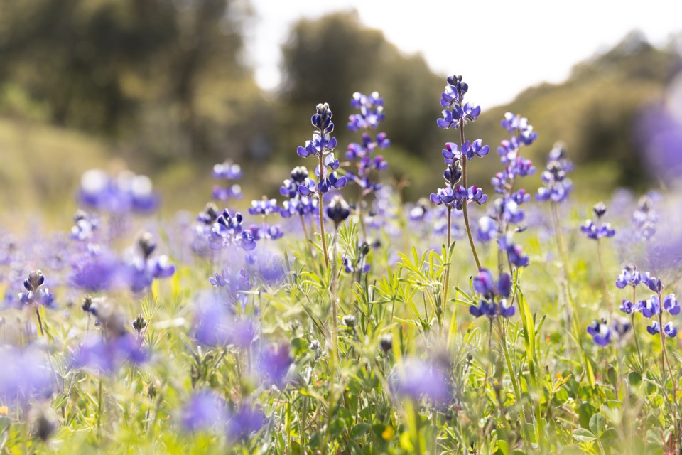 lupines_foothillsnaturepreserve_06_web