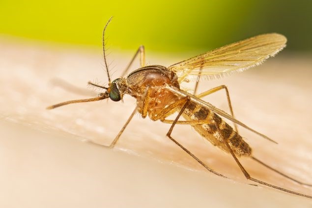 lvv7_culex_quinquefasciatus_adult_resting_2022_005-medium