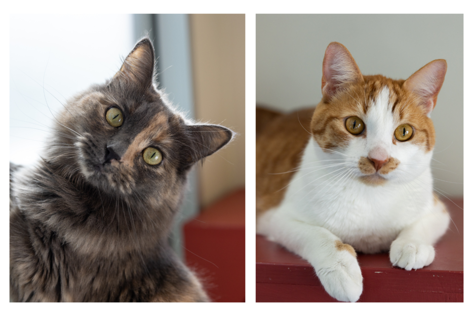 Maple (left) is a 1-year-old spayed female Torbie & Pumpkin is a 1-year-old neutered male Orange Tabby.