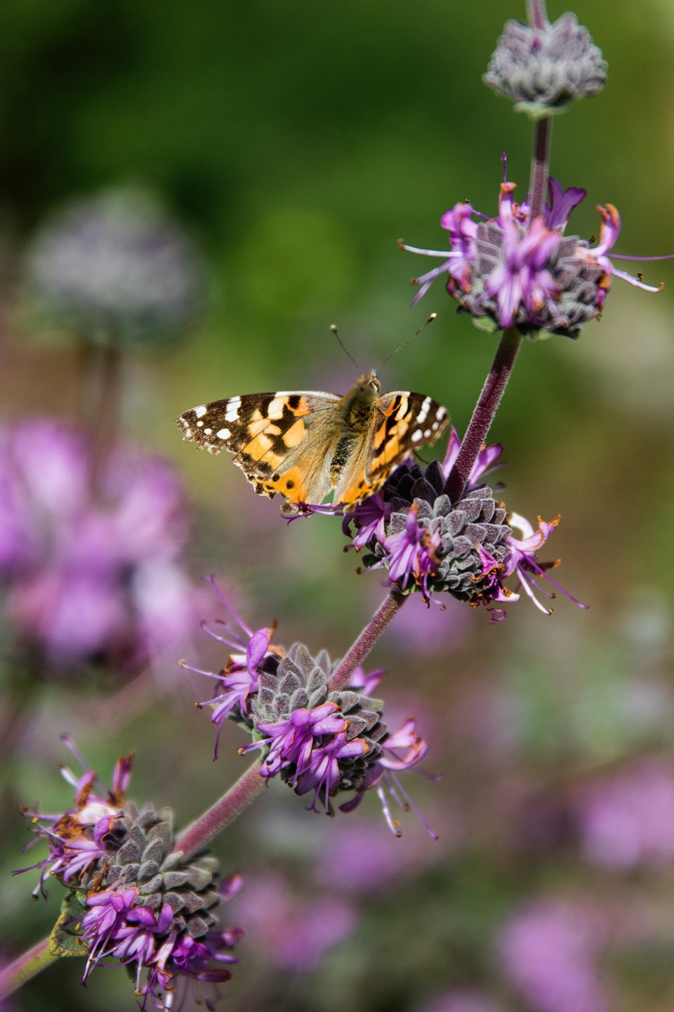 native-garden-tour-8-1