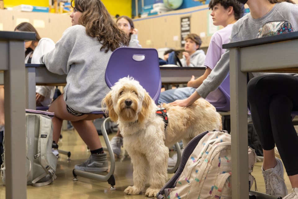 A student pets Duke during an eighth grade science class at Hillview Middle School in Menlo Park on May 17, 2023. Photo by Devin Roberts.