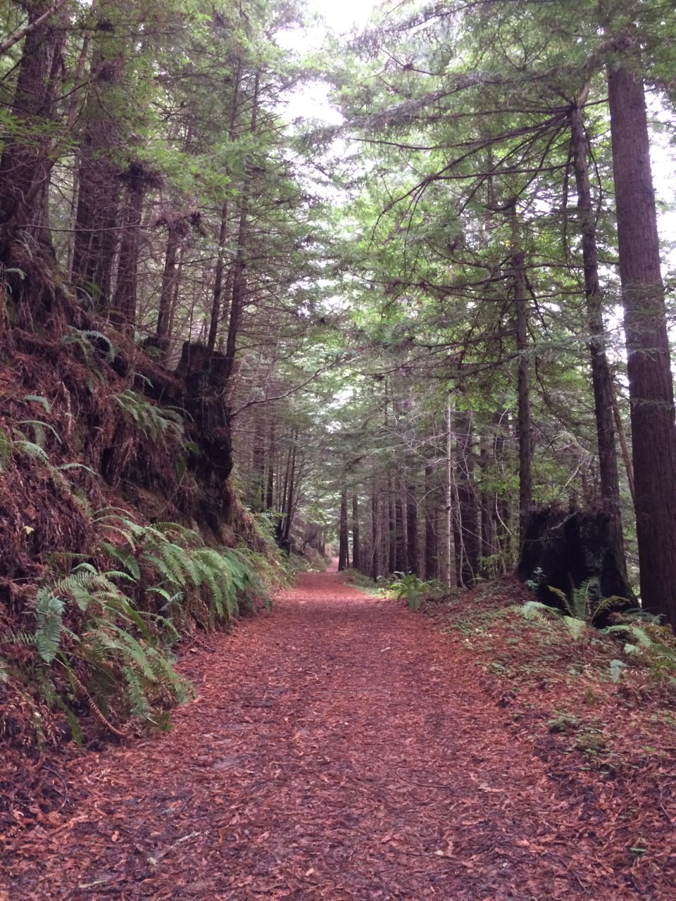 purisima-creek-redwoods-preserve_3