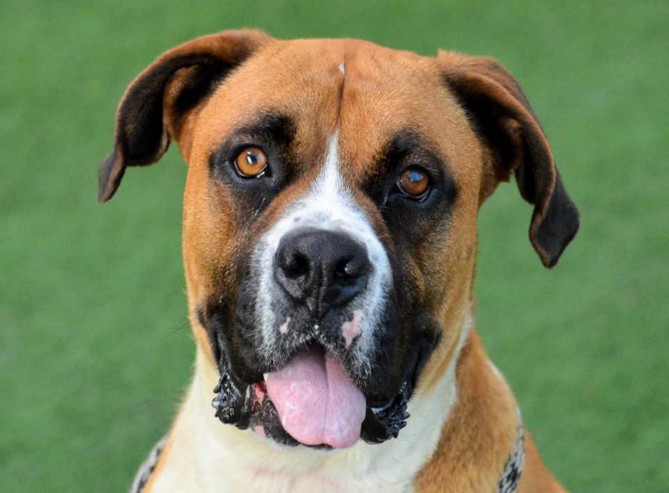 Rocky A894971