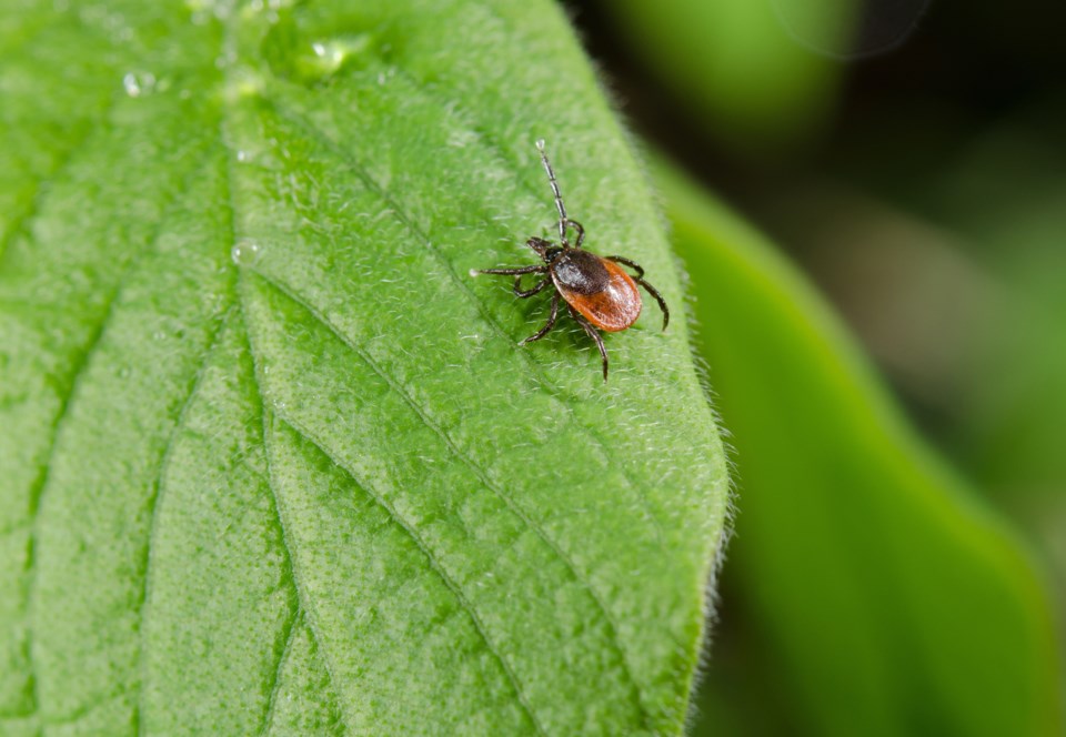 western-blacklegged-tick2_web