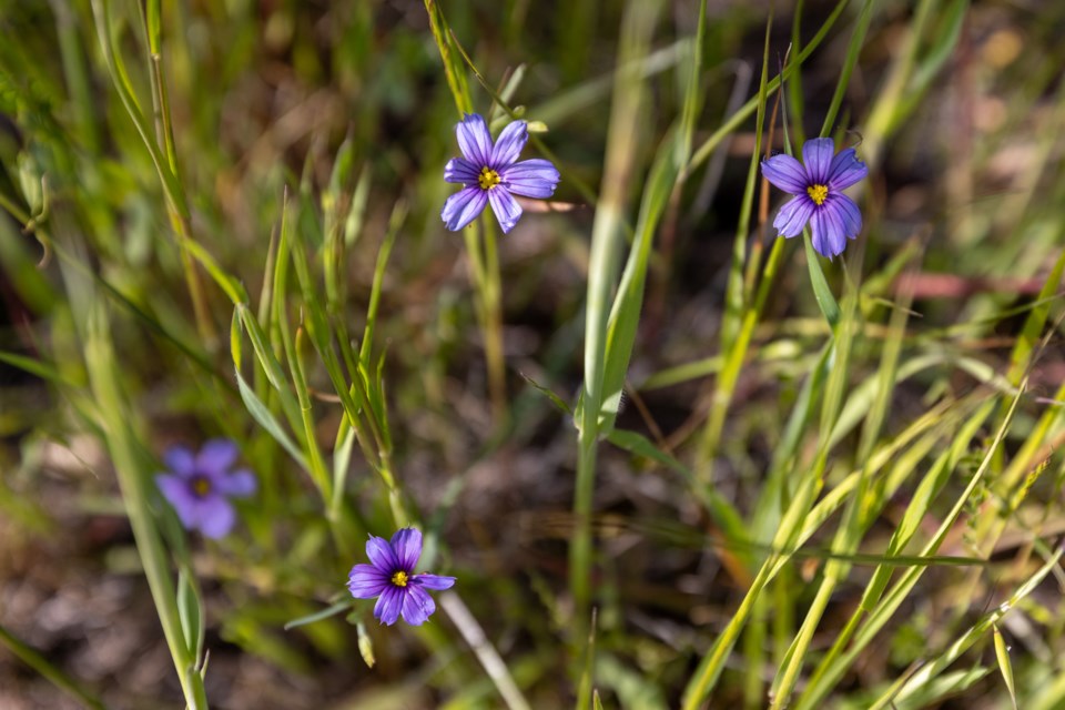 westernblue-eyedgrass_edgewoodpark_02_web